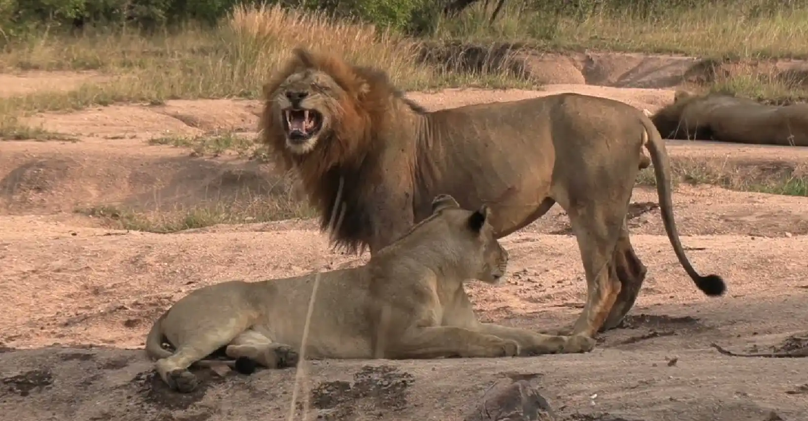 Big Five Game Safari