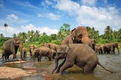 Splendours of Sri Lanka