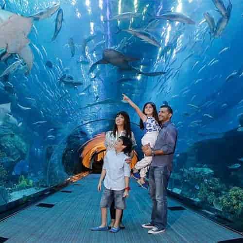 Dubai Mall Aquarium and Underwater Zoo Tickets