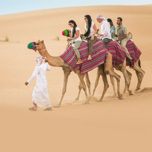 Camel Trekking in Abu Dhabi