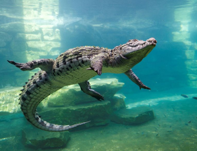 Dubai Crocodile Park Tickets