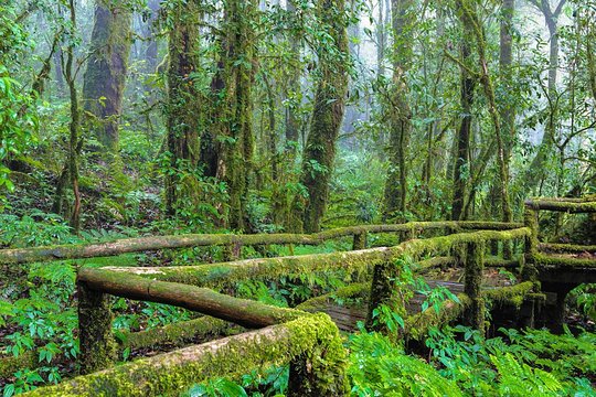 Doi Inthanon National Park and Chiang Mai Royal Project Tour