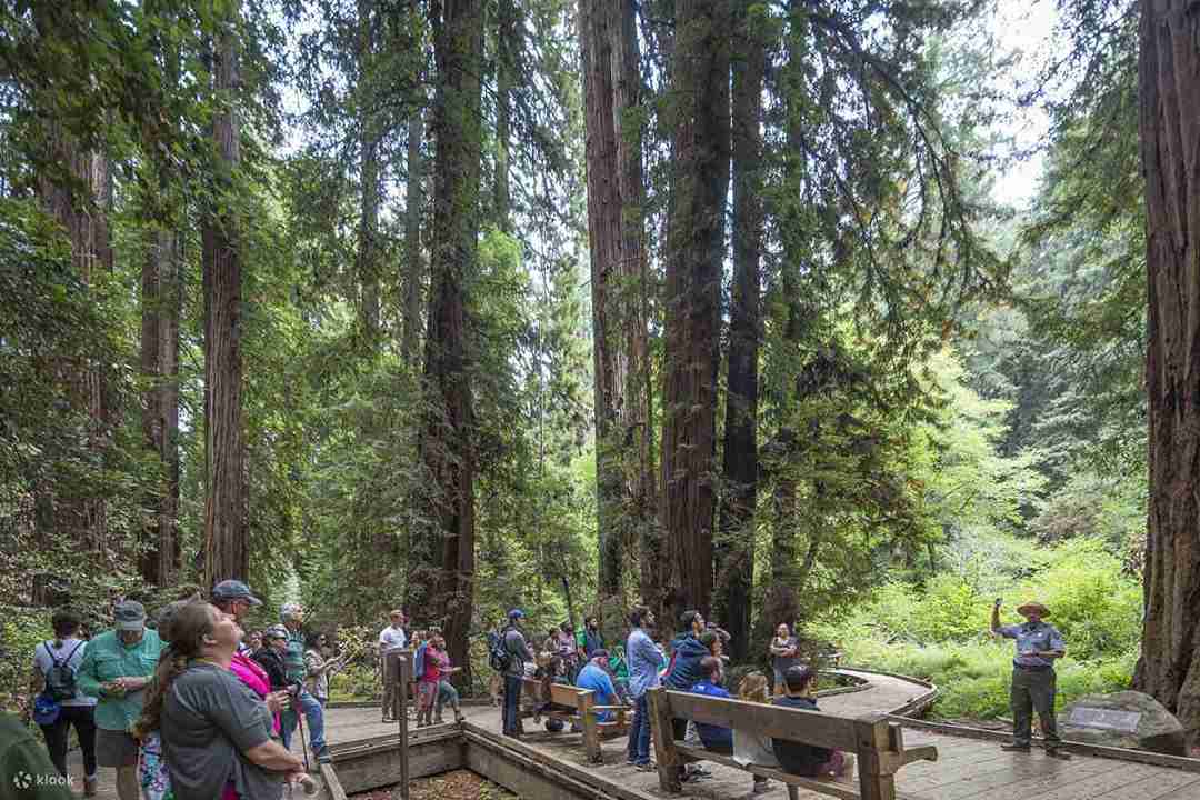 Muir Woods and Sausalito Tour