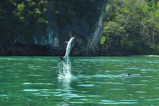 Sharing Basis Half-Day Mangrove Safari Boat Tour in Langkawi - Standard Lunch Set