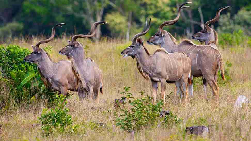 Half Day Safari Tour from Durban