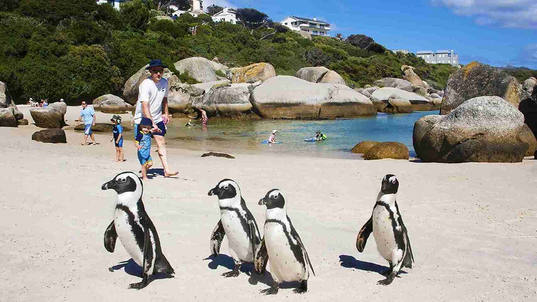 Cape of Good Hope & Boulder Penguins Full-Day Tour from Cape Town