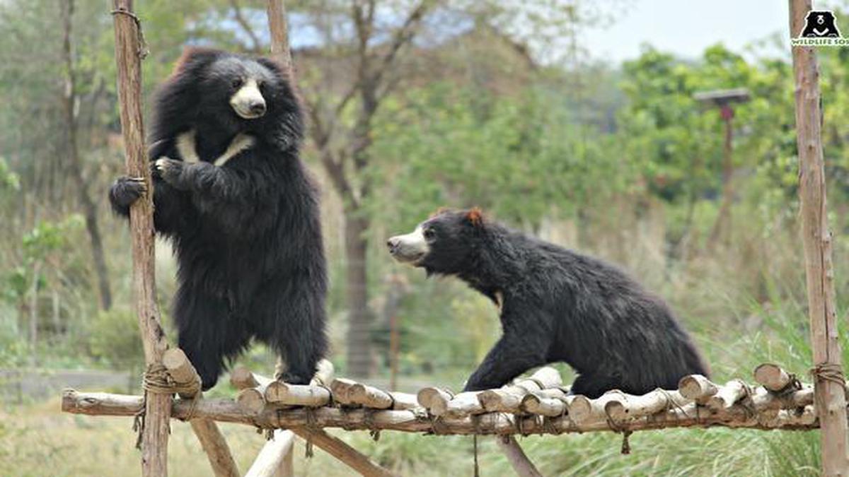 Wildlife SOS Agra Tour