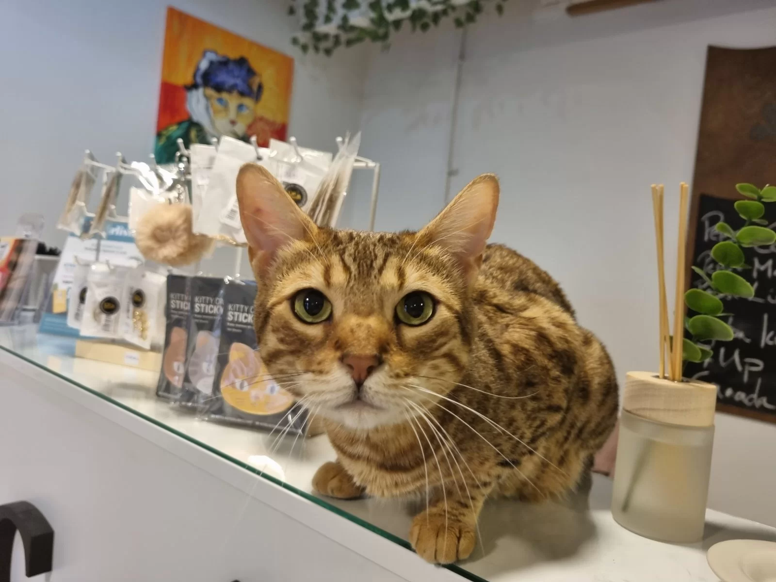  Cat Museum Budapest