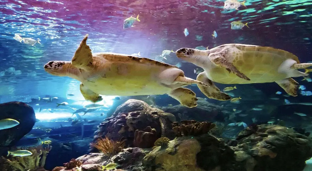 Ripley's Aquarium of Canada entry ticket