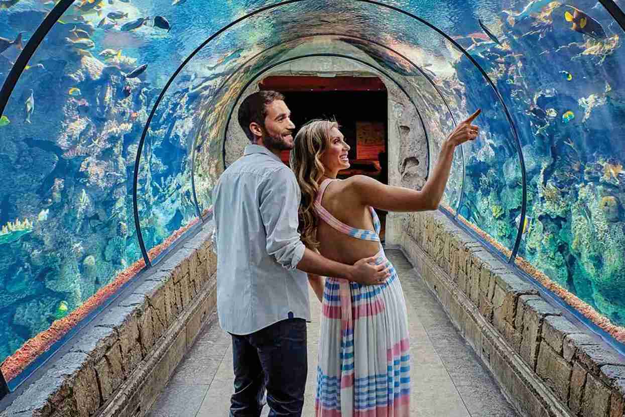 Shark Reef Aquarium