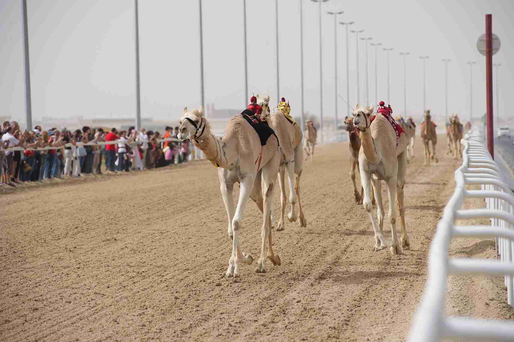 Private West Coast and Camel Race Track Tour