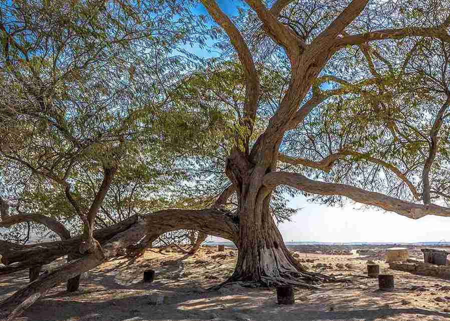 Garden of Eden Camel Ride Tour