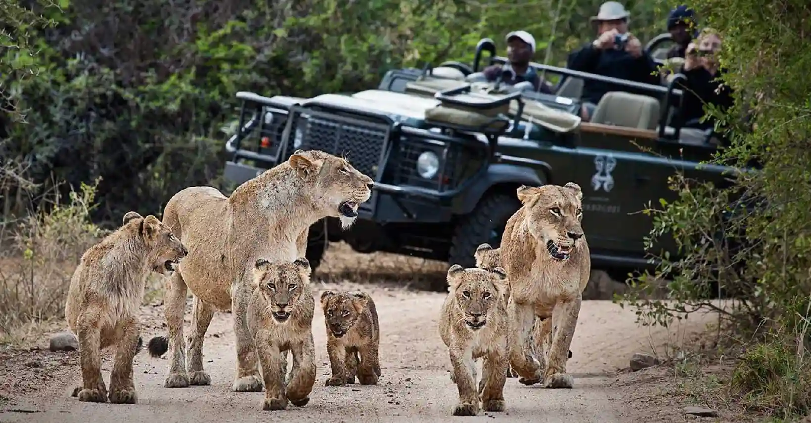 Big Five Game Safari