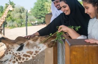 Giraffe Feeding