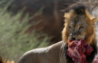 Dinner with Lions