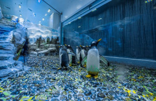 Penguin Encounter