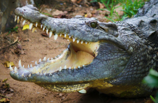 Crocodile Feeding