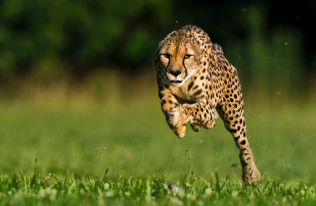 Cheetah Run