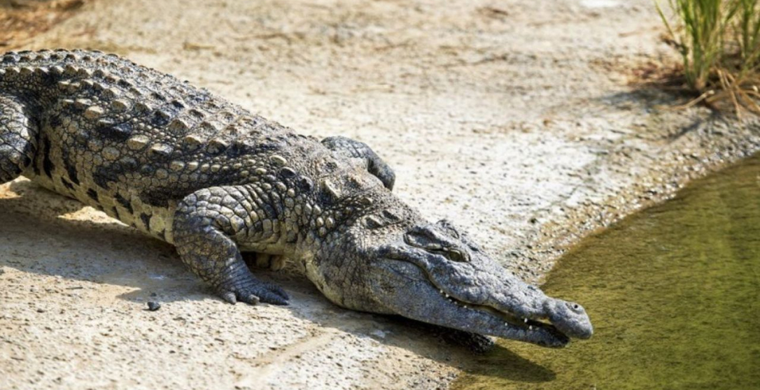 Dubai Crocodile Park Tickets