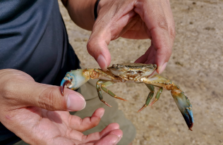 Crab Hunting Tickets