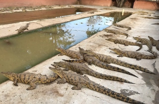 A  Boat Ride through the Crocodile Enclosure