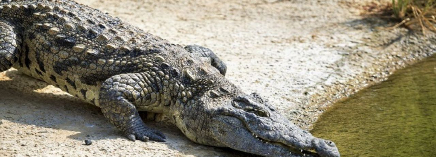 Crocodile Park Dubai | A Family Fun Adventure