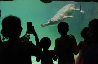 Crocodiles at the Education Center