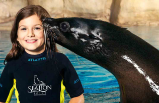 Interaction with Sea Lions