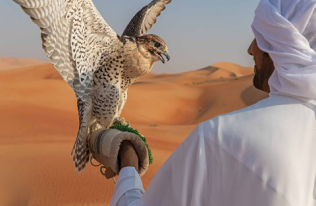 Falconry