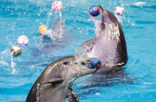 Dubai Dolphinarium Shows