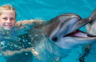 Dolphin Encounter