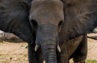 Elephant Encounter