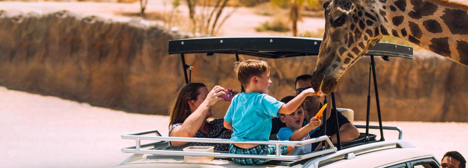 Wildlife Wonderland: Explore Dubai Safari Park Offers
