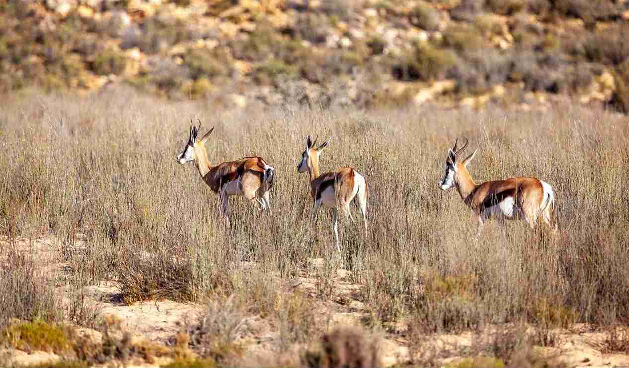 Aquila Reserve Safari with Lunch and Wine Tasting