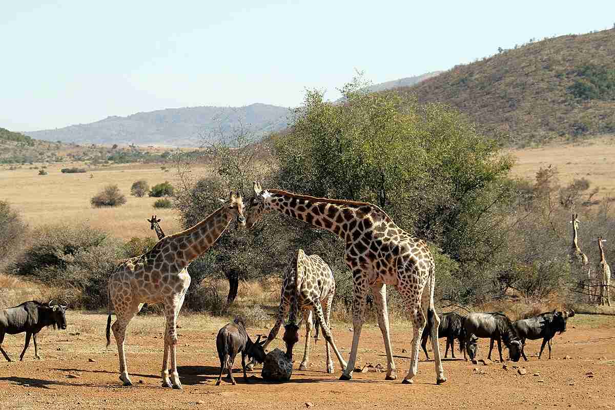 Pilanesberg Nature Reserve Game Safari