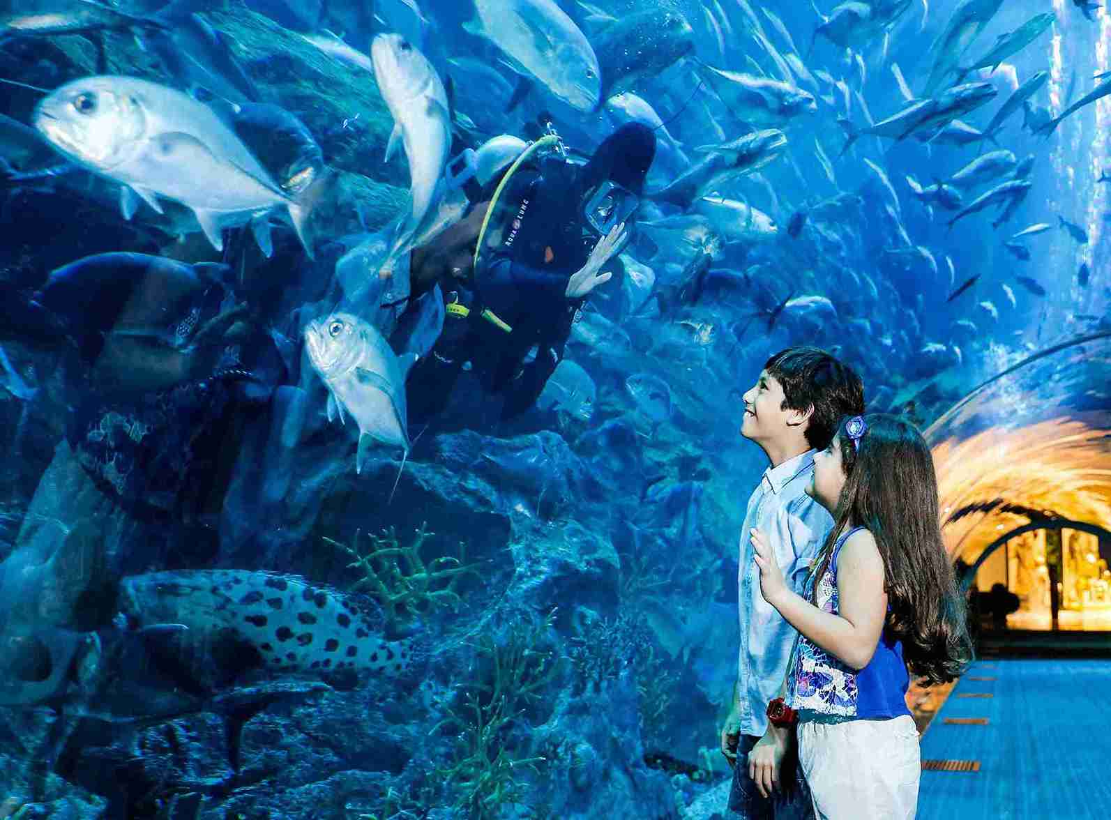 Dubai Mall Aquarium and Underwater Zoo