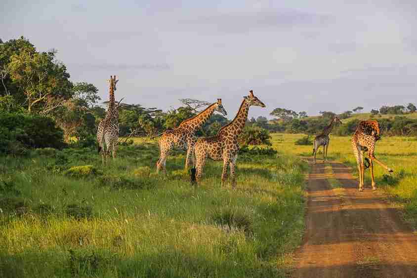 Hluhluwe Imfolozi Big 5 Game Reserve Tour