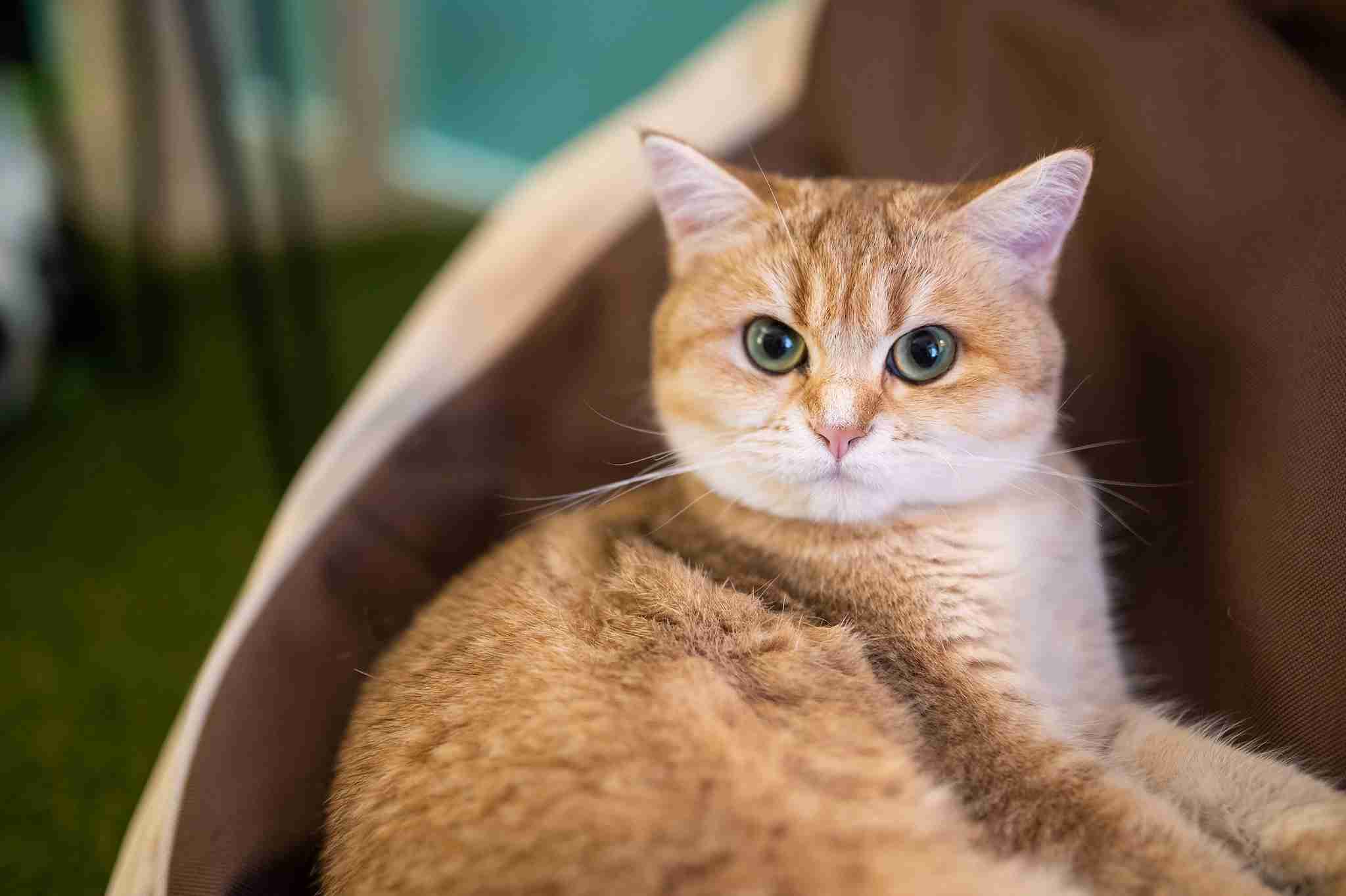  Cat Museum Budapest