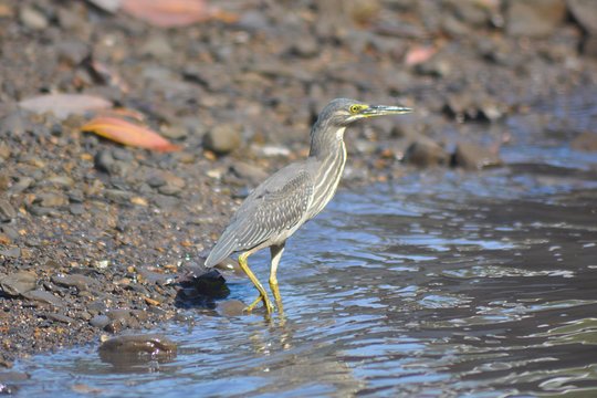 Sharing Basis Half-Day Mangrove Safari Boat Tour in Langkawi - Standard Lunch Set
