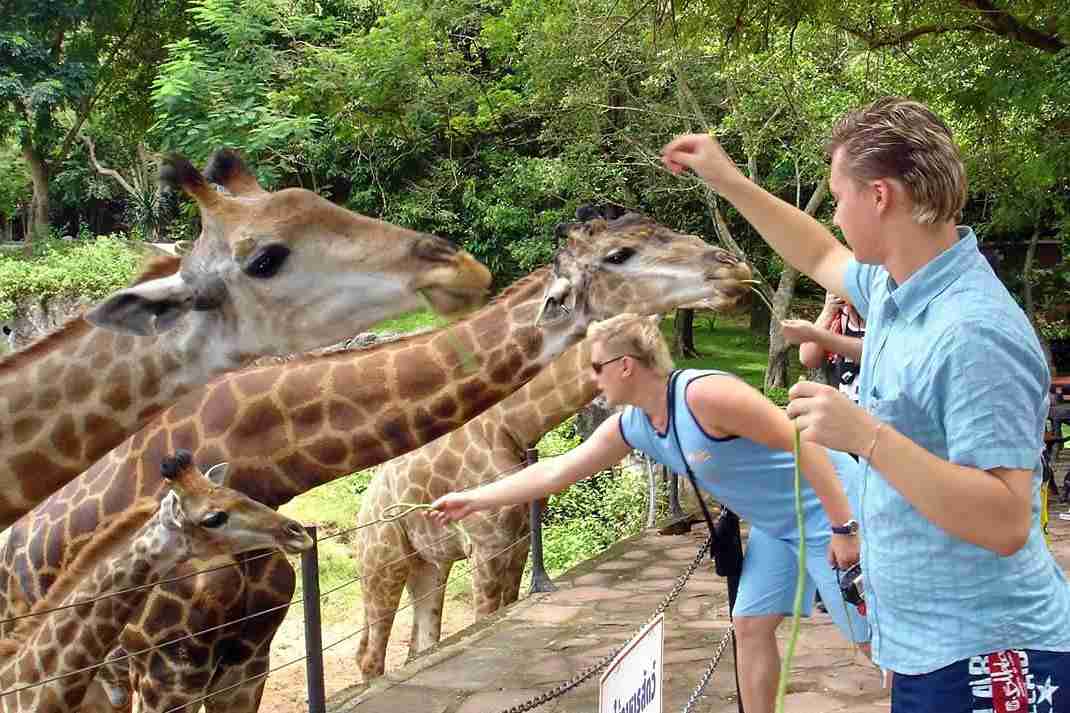 Aquila Reserve Safari with Lunch and Wine Tasting