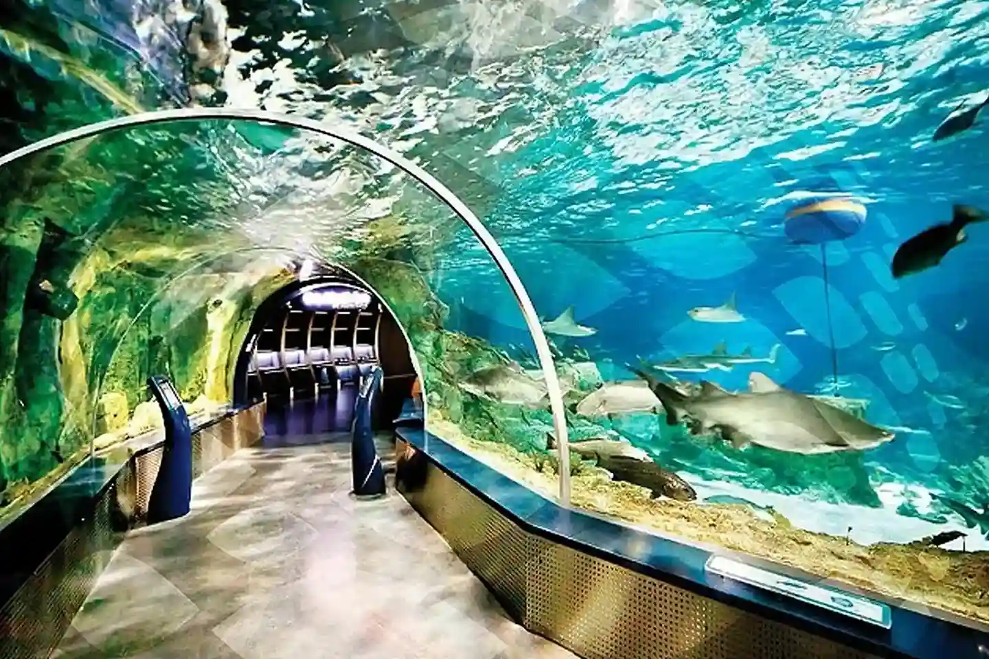 Shark Reef Aquarium