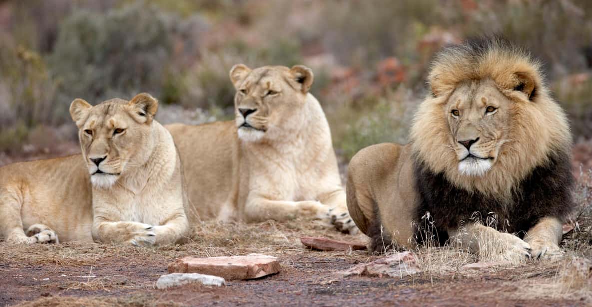 Aquila Reserve Safari with Lunch and Wine Tasting
