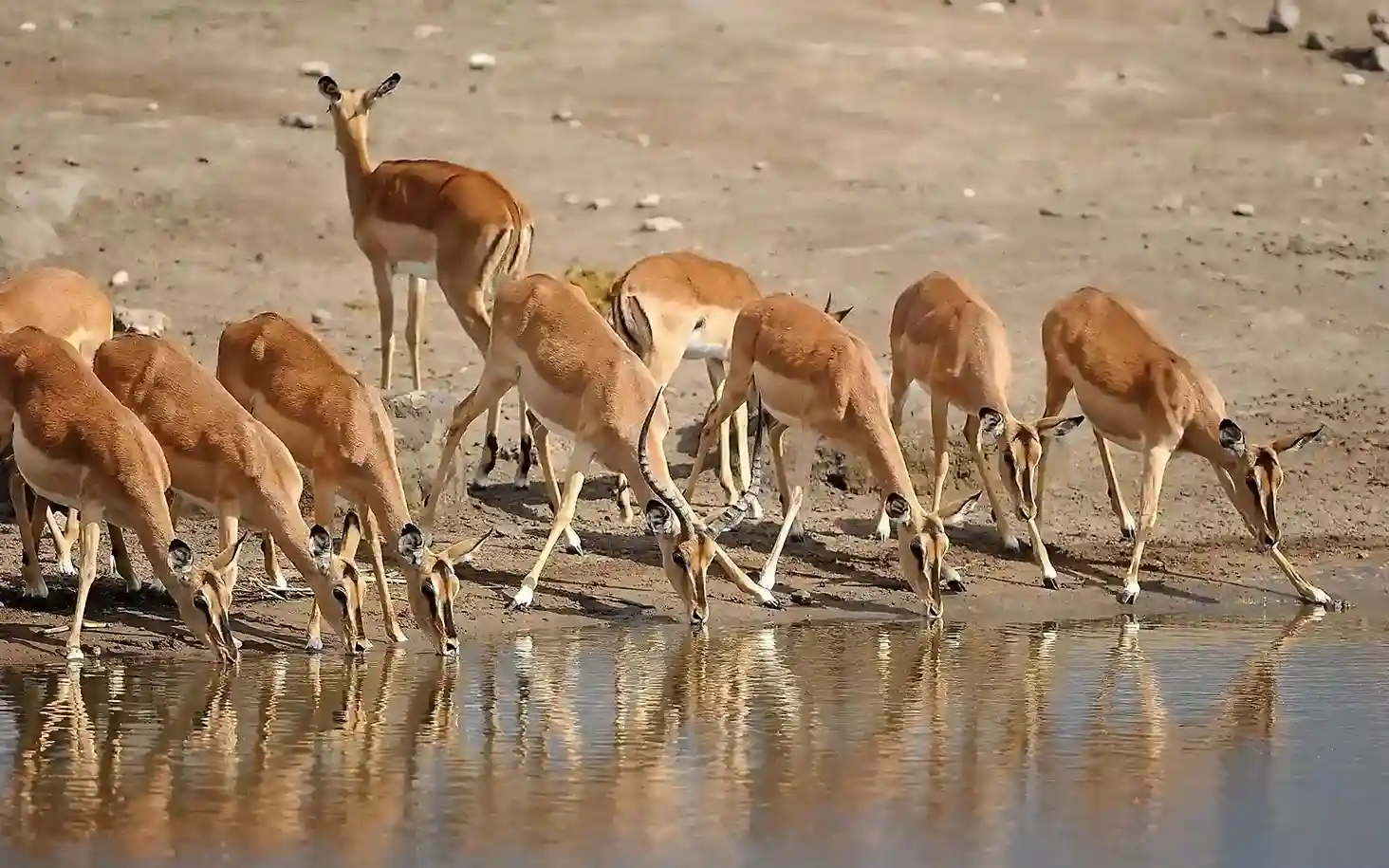St Lucia: iSimangaliso Wetland Park: Full