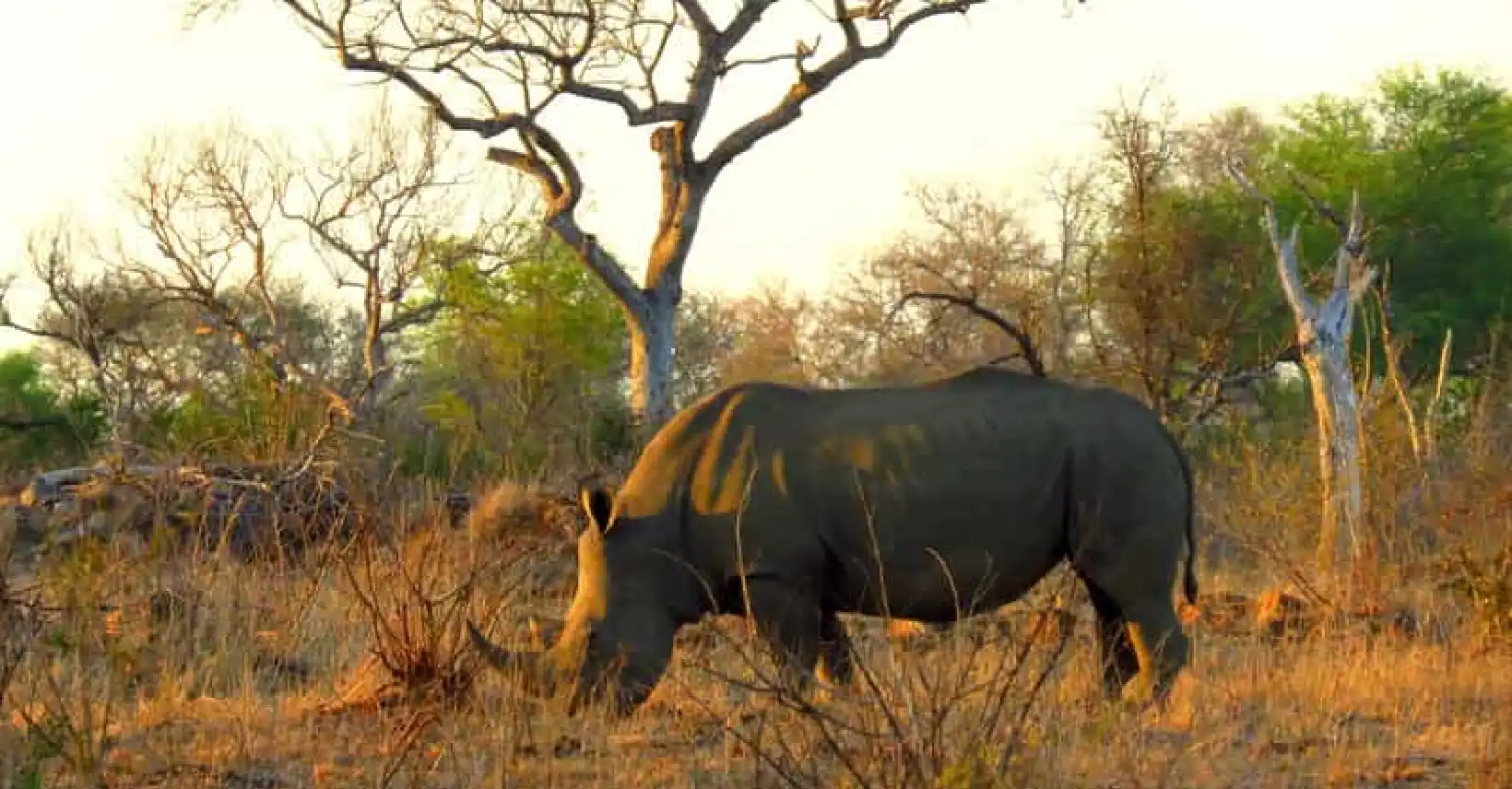 Full-Day Safari in Kruger National Park