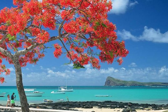 Discovering the North of Mauritius: Full-day incl Botanical garden & lunch (Trou d'Eau Douce)