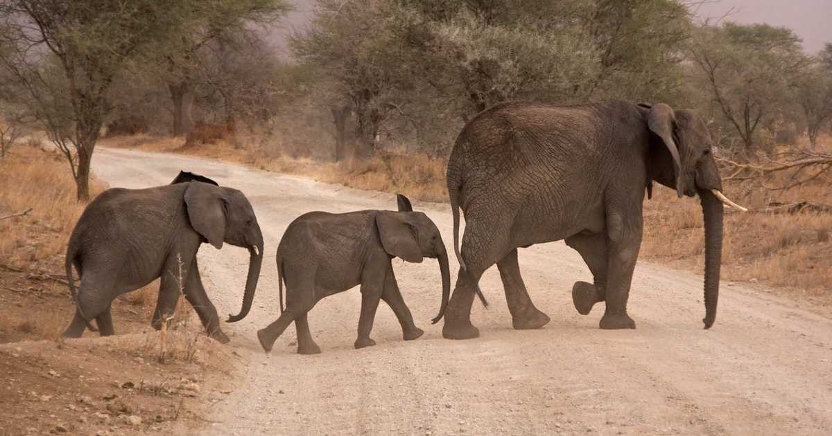 Hluhluwe Imfolozi Big 5 Game Reserve Tour