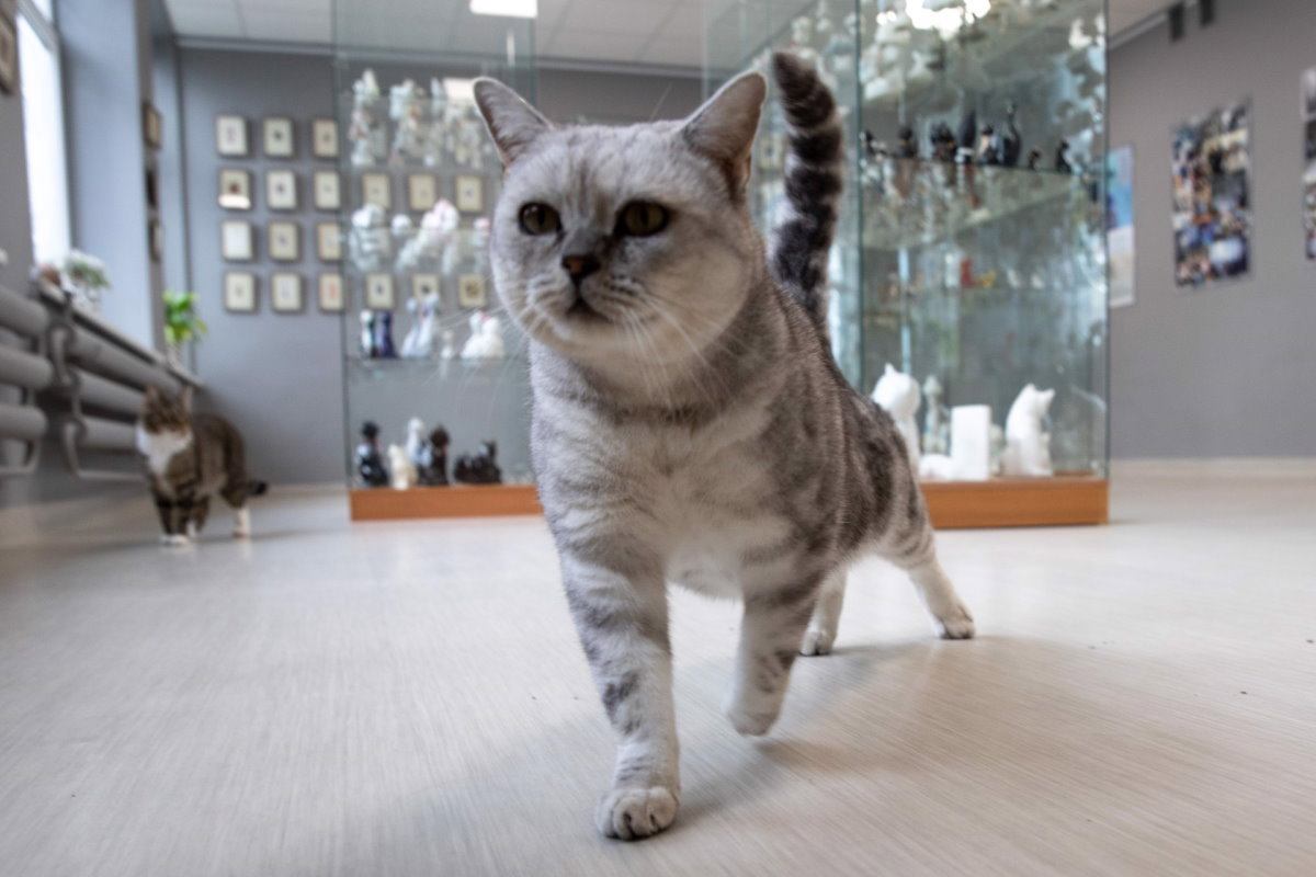  Cat Museum Budapest