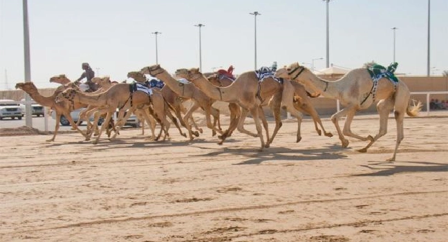 Guided tour to Camel farm