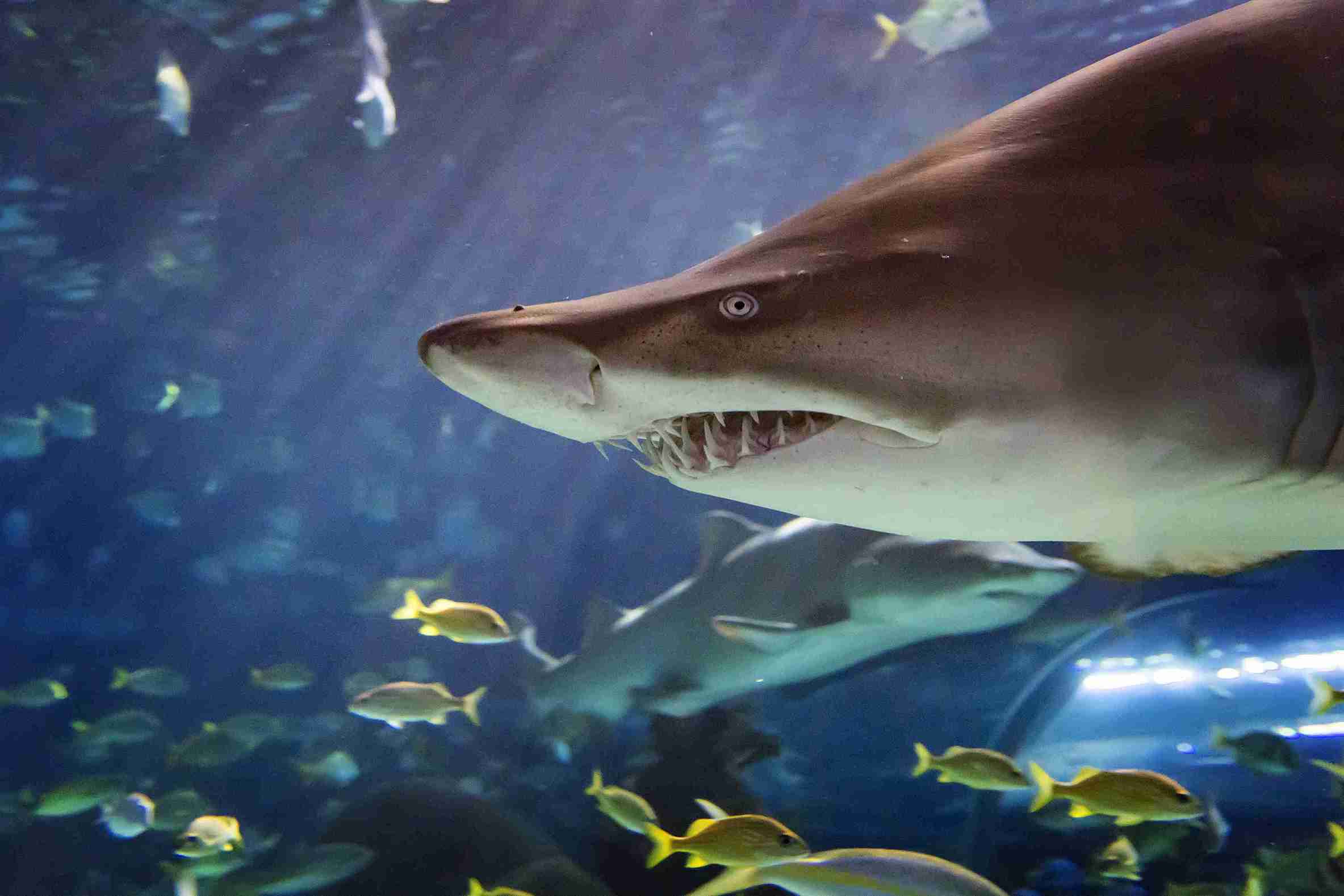 Ripley's Aquarium of Canada entry ticket
