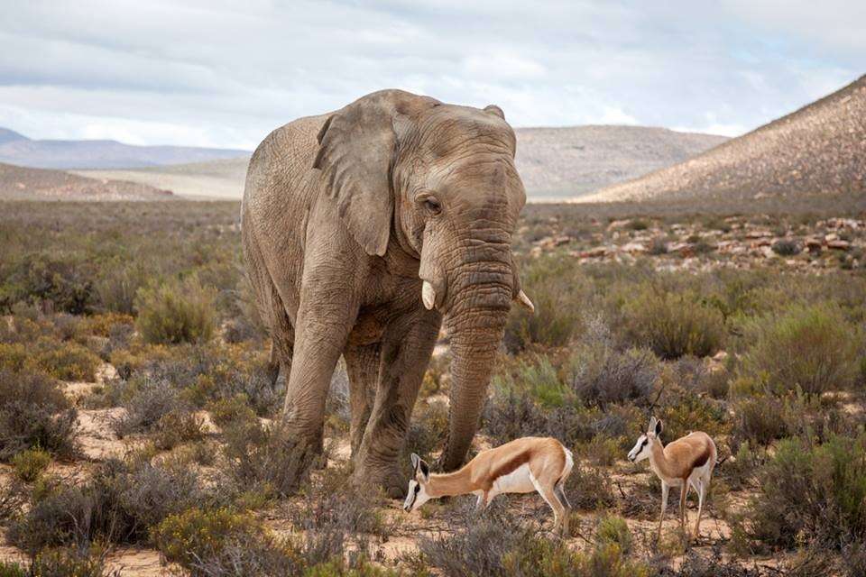 Aquila Reserve Safari with Lunch and Wine Tasting